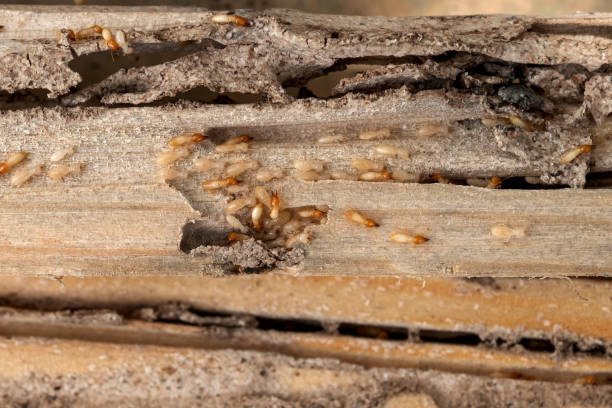Best Affordable Pest Control Services  in Thornport, OH